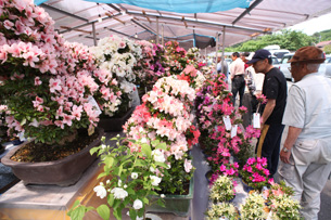 ▲さつきは鹿沼市の市花（画像提供：鹿沼市観光交流課）