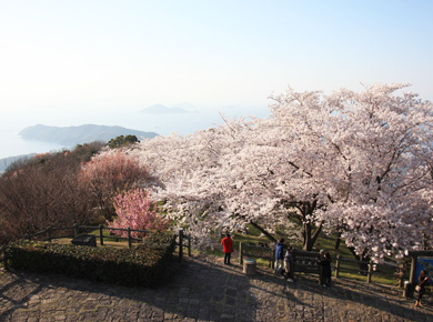 ▲庄内半島 紫雲出山の桜